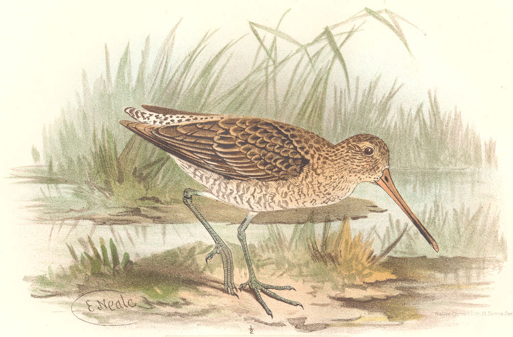 INDIAN GAME BIRDS. Snipe-billed Godwit (Pseudoscolopax Semipalmatus). FINN 1915